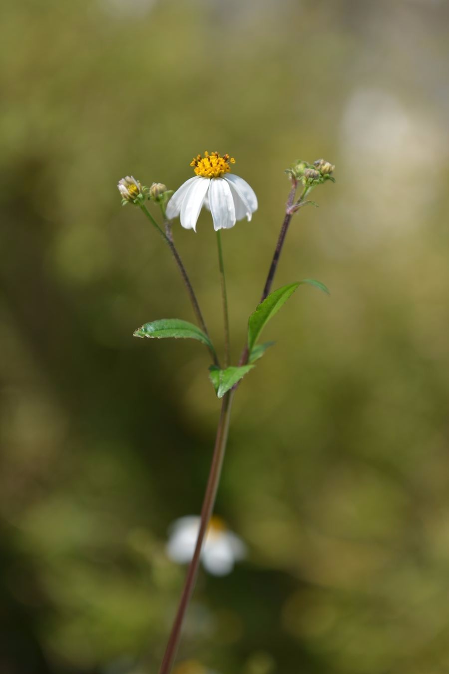 蝶恋花